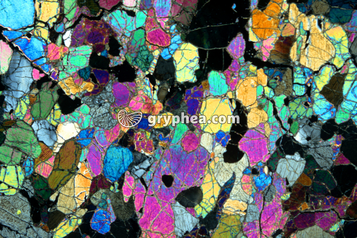 Péridotite LPA x 2,5 - gryphea.com